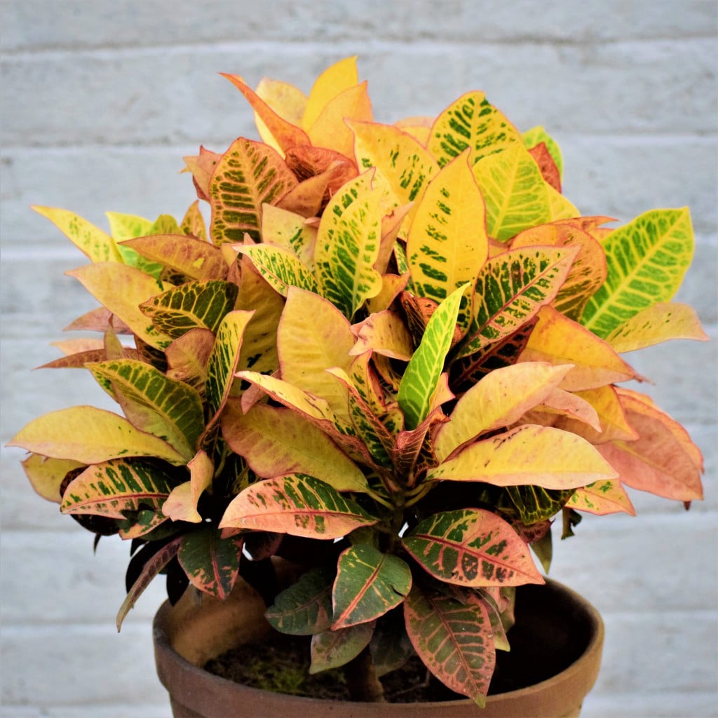 Superstar Croton Plant Care And Propagation Guide TheHomeTome