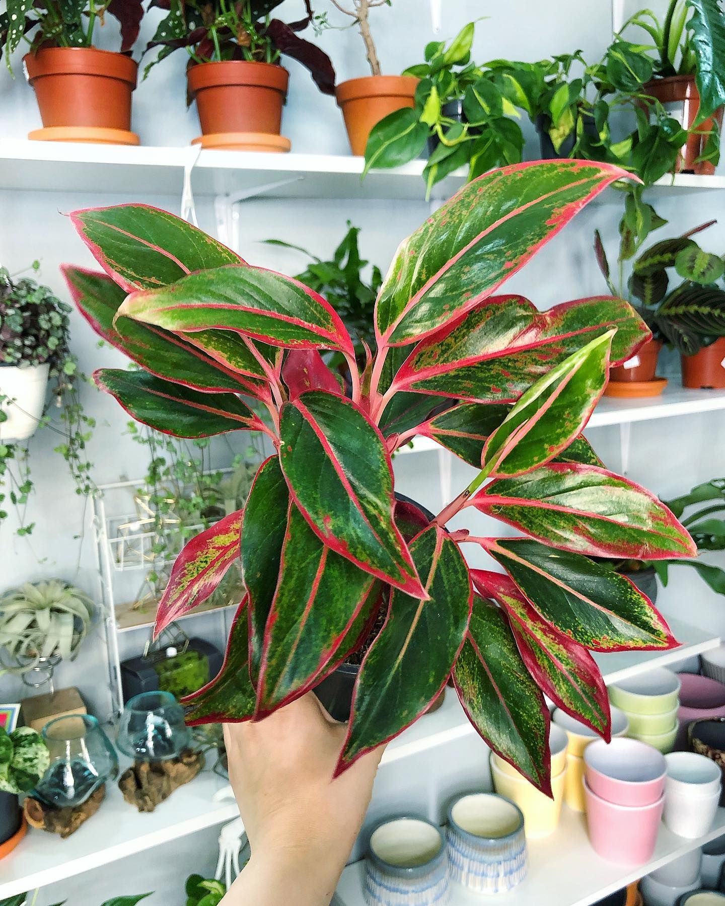 Aglaonema Creta