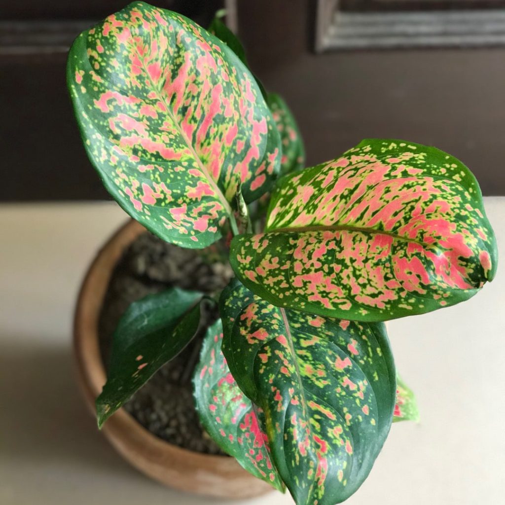 Aglaonema Pink Dalmatian