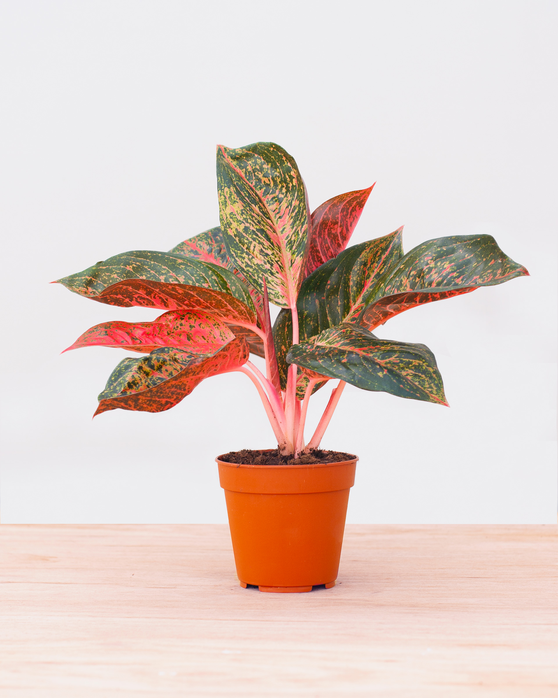 Aglaonema Red Valentine