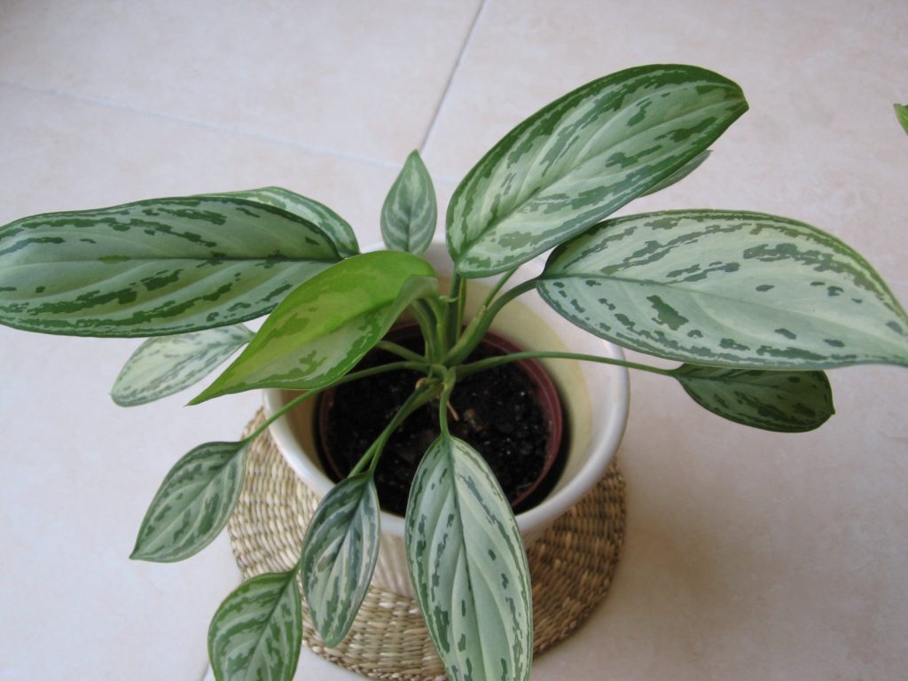 Aglaonema Silver Queen Variety