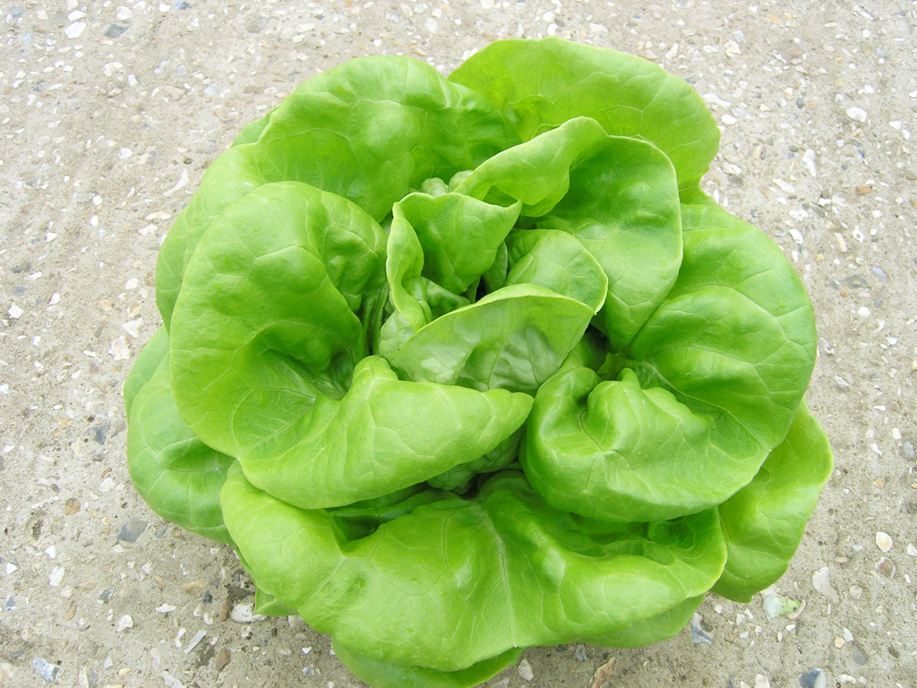 Butterhead lettuce