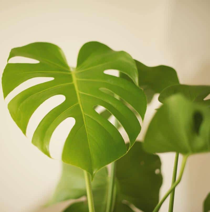 Monstera Borsigniana