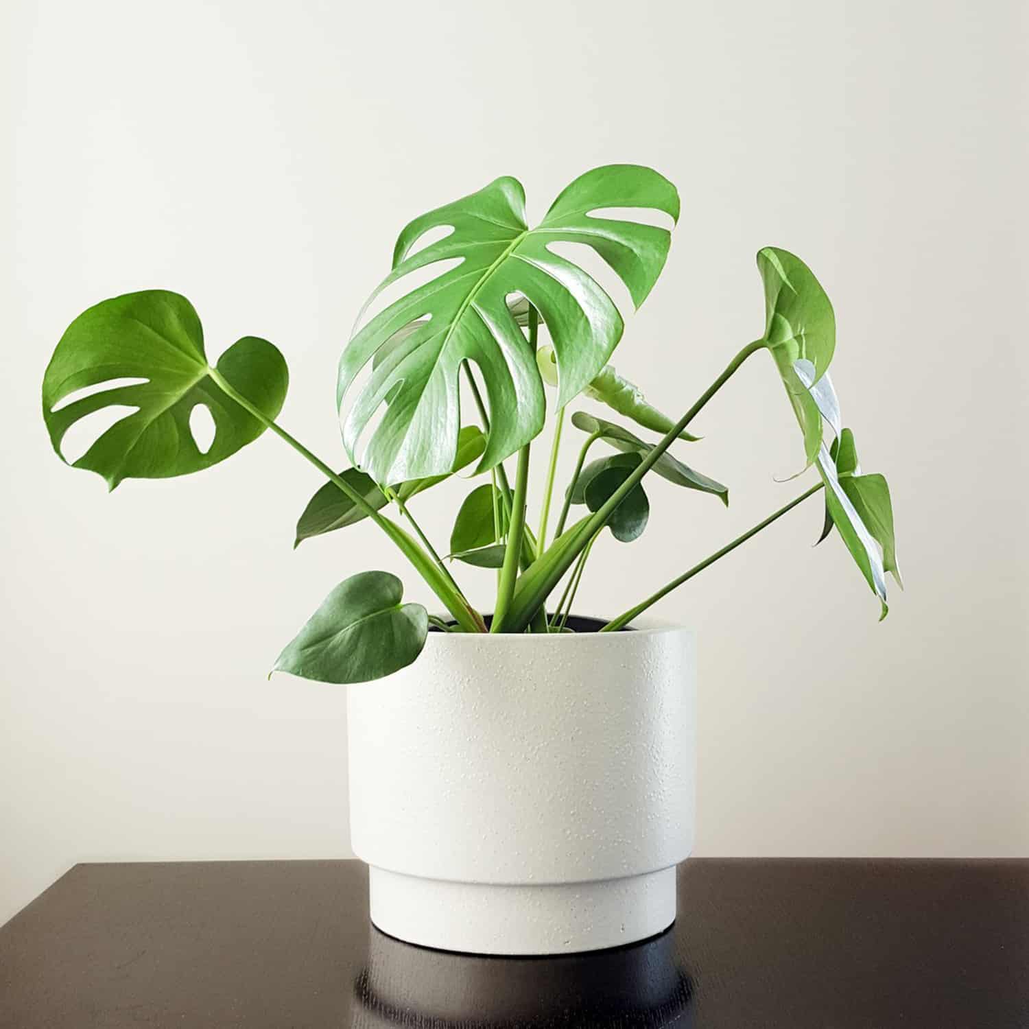 Monstera Deliciosa