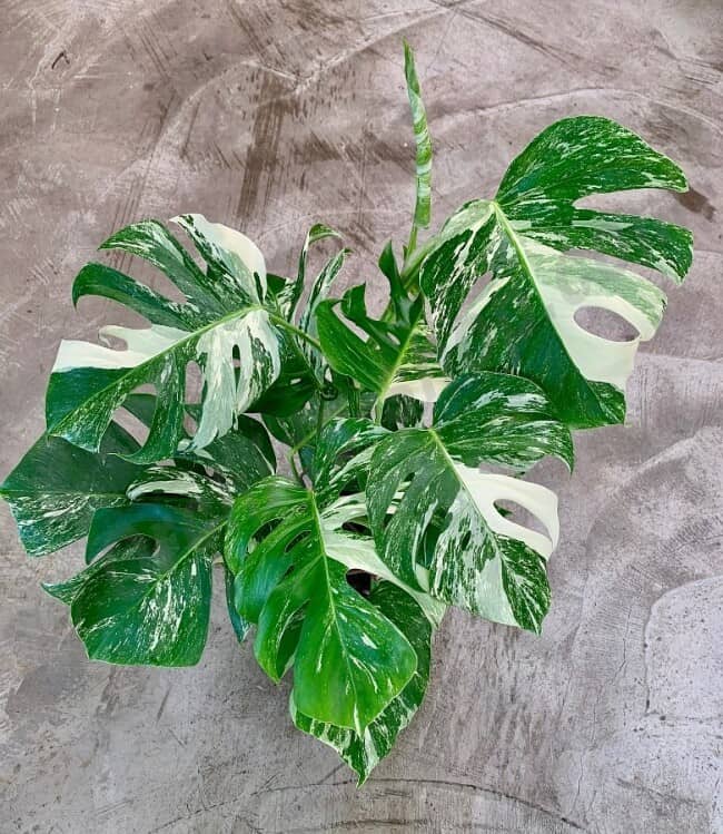 Monstera Variegata