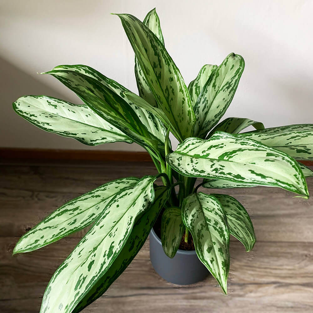 Aglaonema (Chinese Evergreen) Plant Varieties, Propagation, And Care ...