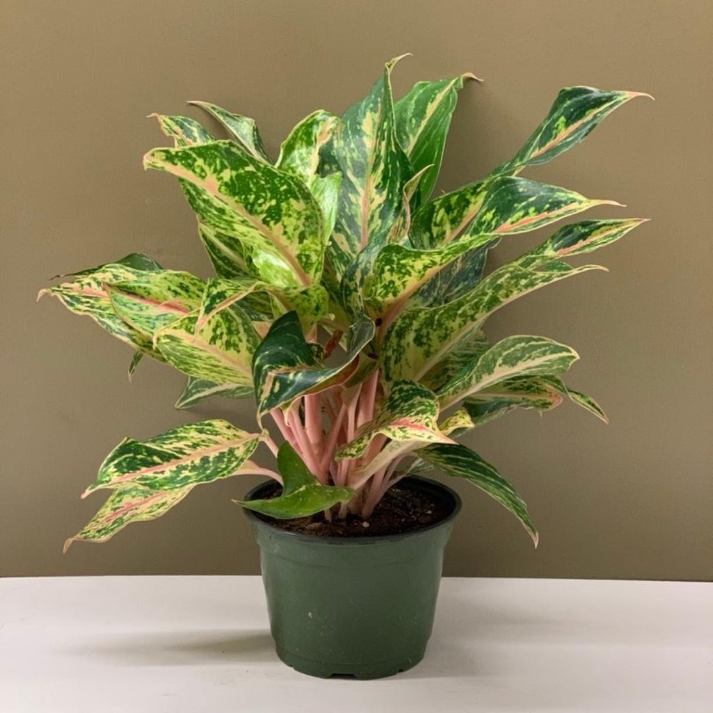 Aglaonema Sparkling Sarah