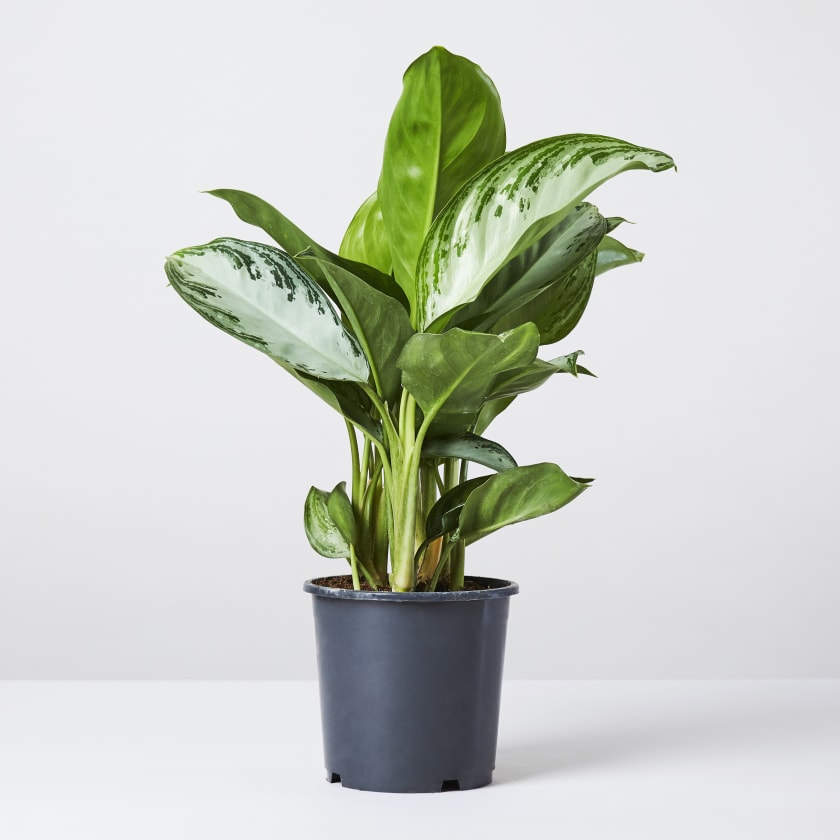 Aglaonema Silver Bay