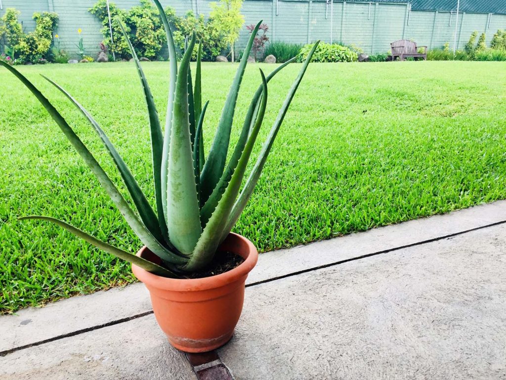 How Often Should You Water Aloe Vera Plant?