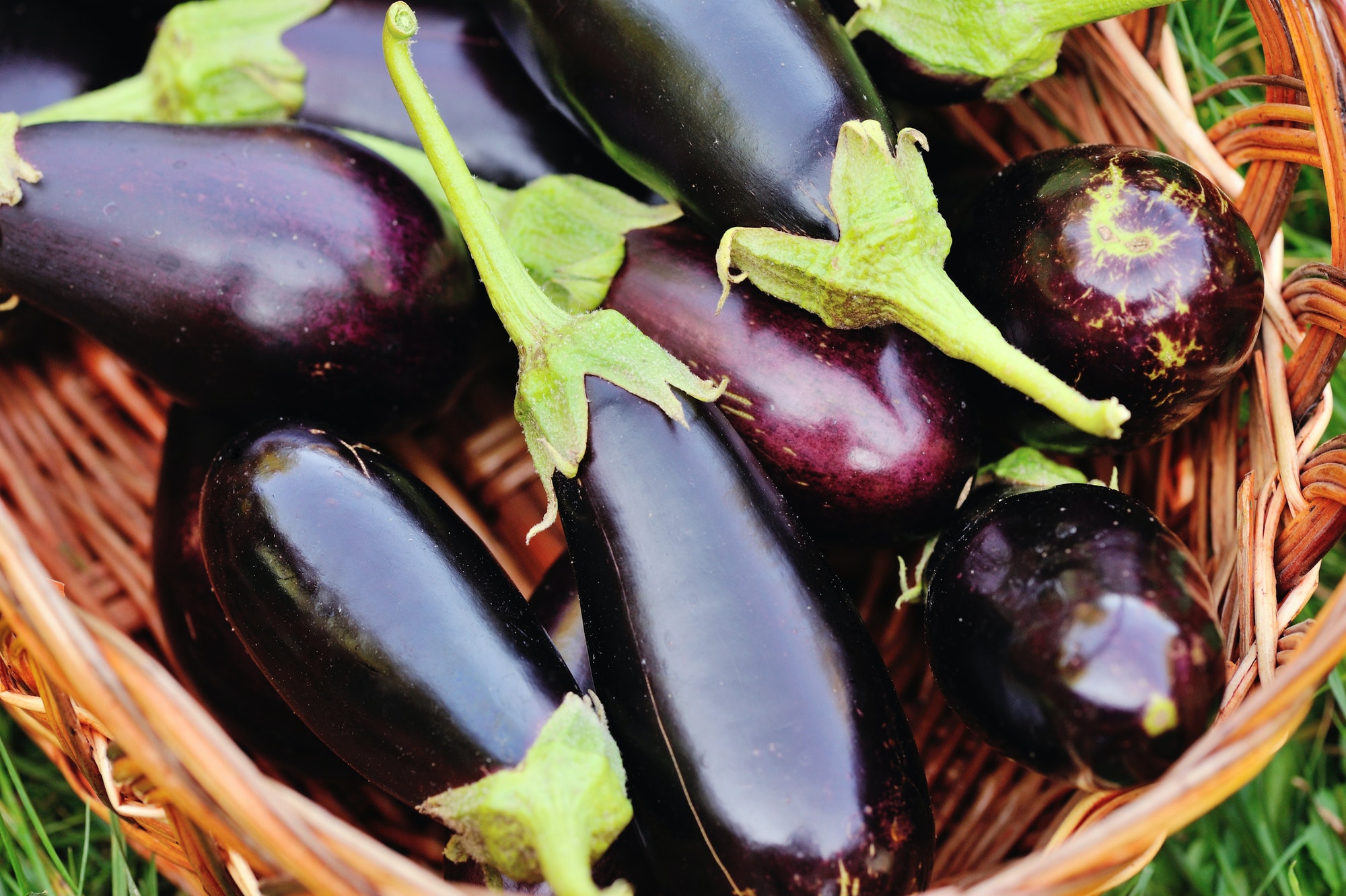 Eggplant