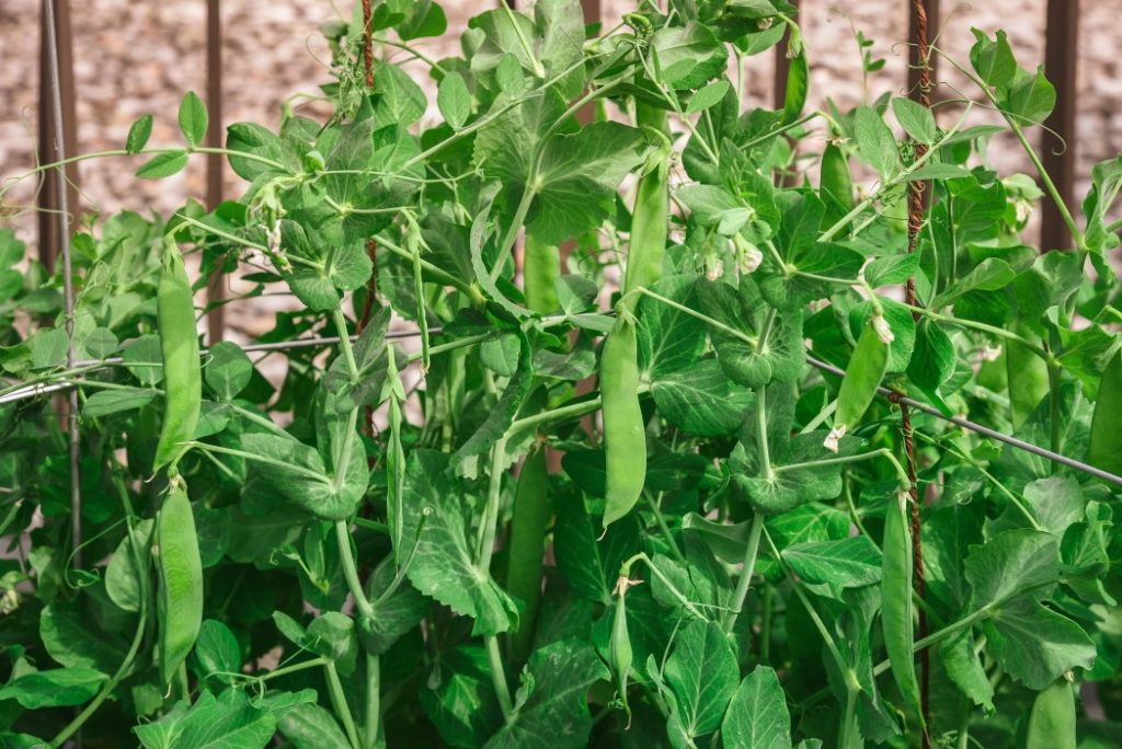 growing beans in the garden