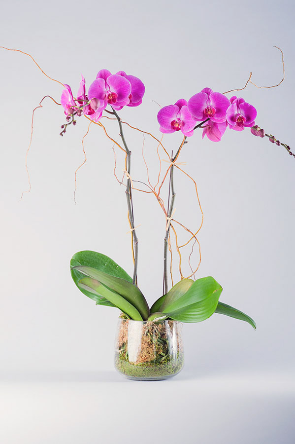 Magenta phalaenopsis orchid main