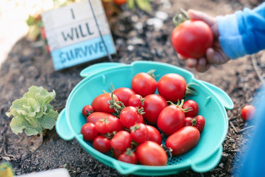 Edible vegetables for summer