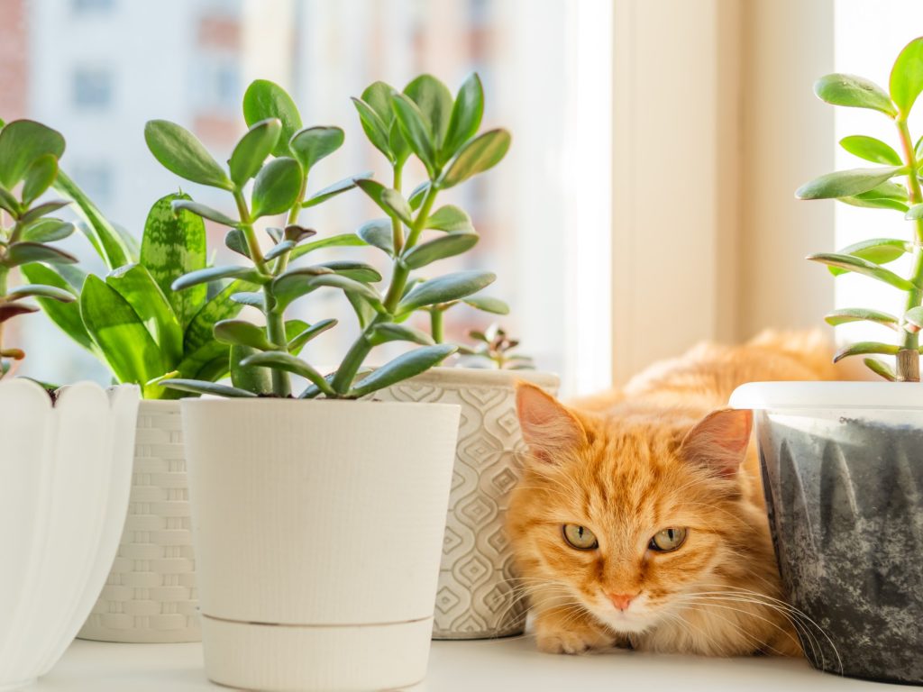 pet safe houseplants for cats and dogs