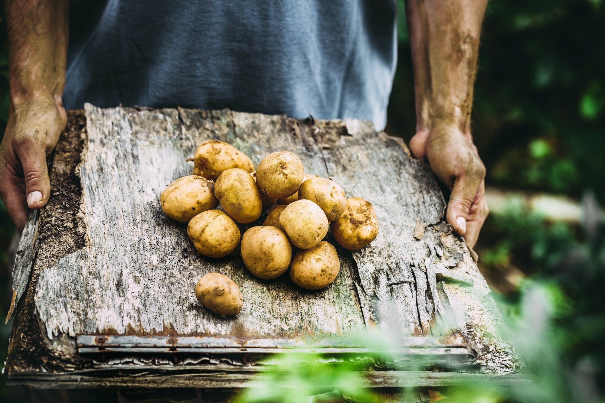 sweet potatoes in the garden