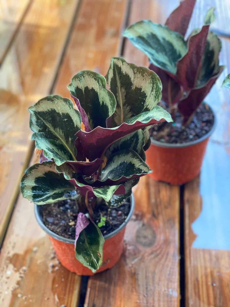 Calathea Medallion Care