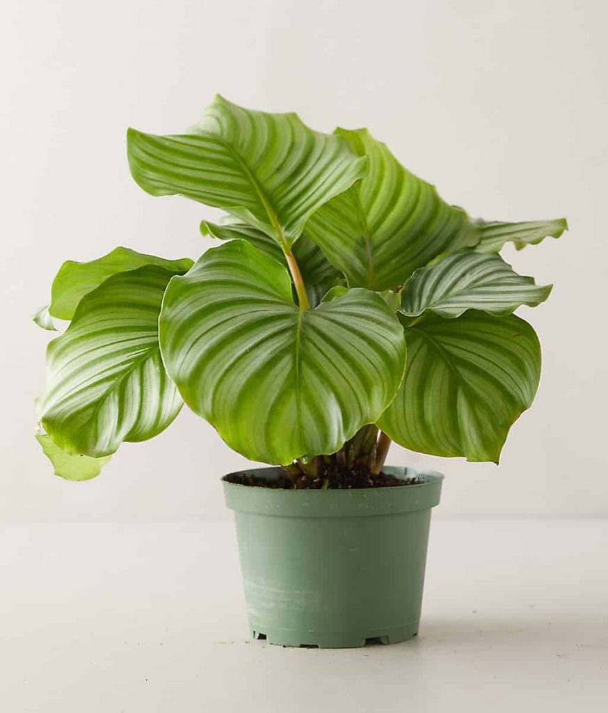 Calathea Orbifolia Care