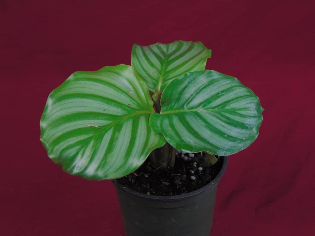 Calathea Orbifolia Care