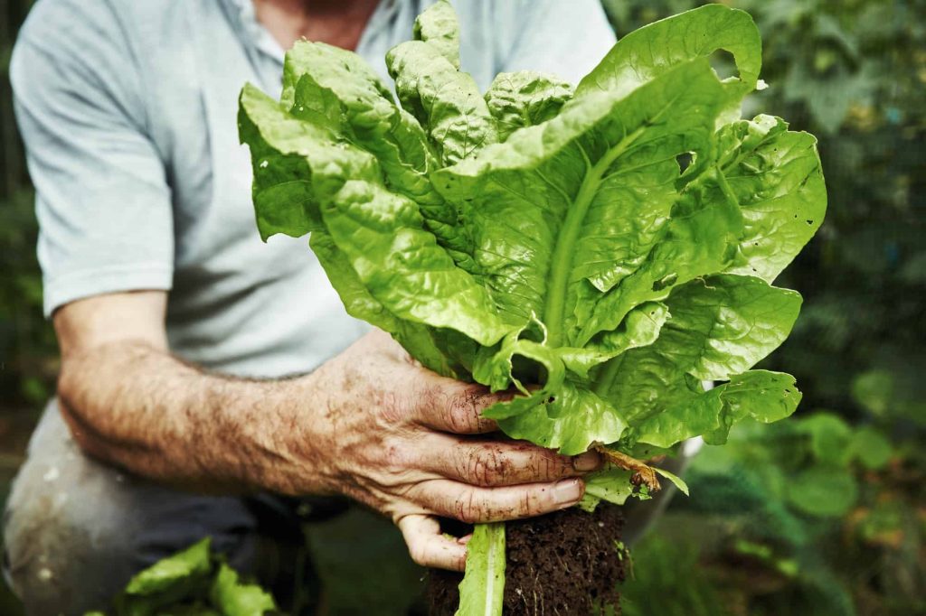 How to Harvest Lettuce Properly