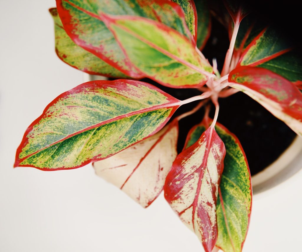 How to Fix Aglaonema Chinese Evergreen Yellow Plant Problem ...