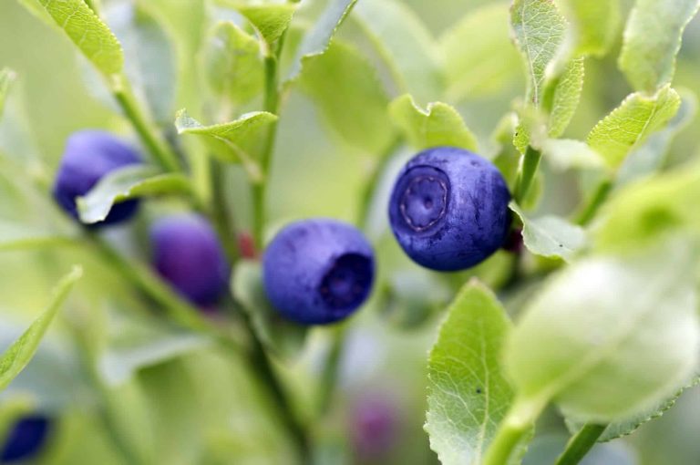 Blueberry shrubs