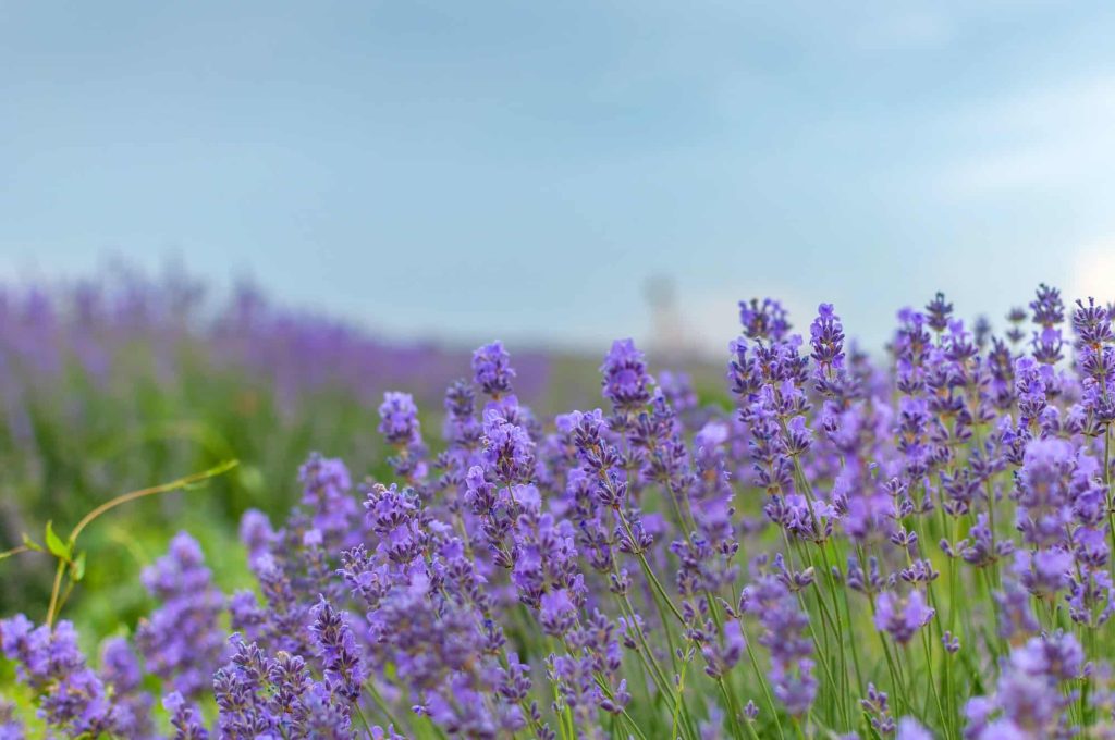 Flowers lavender
