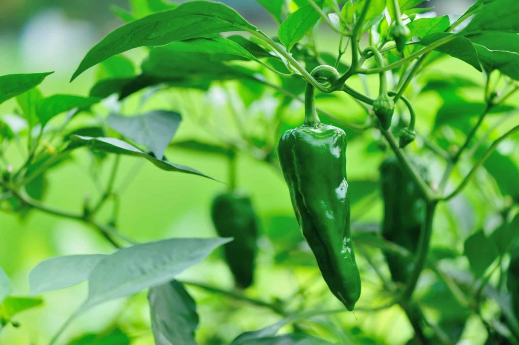 Green pepper plants in growth at vegetable garden