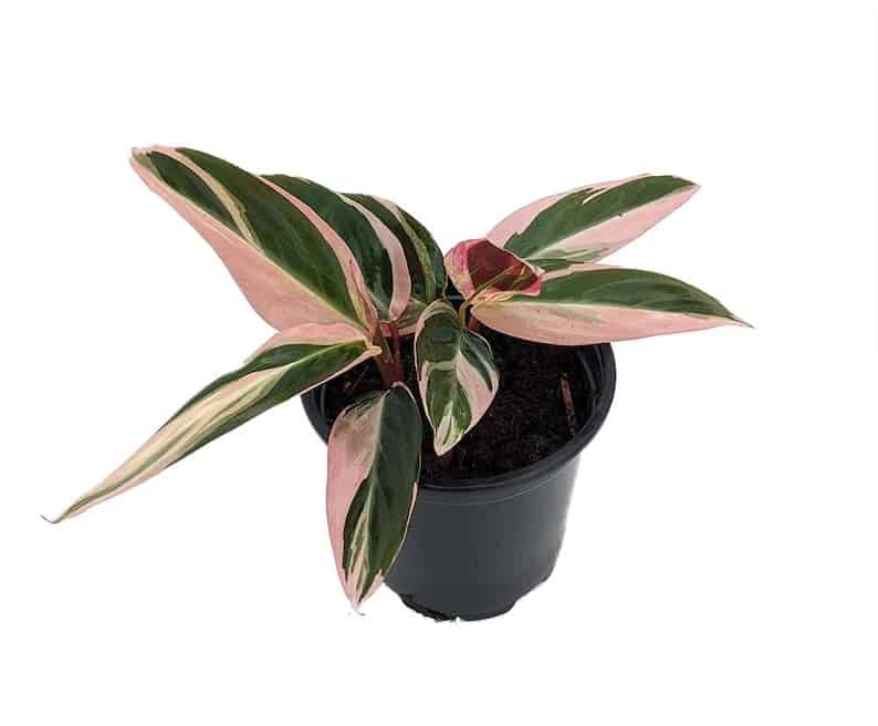 Stromanthe Triostar Care