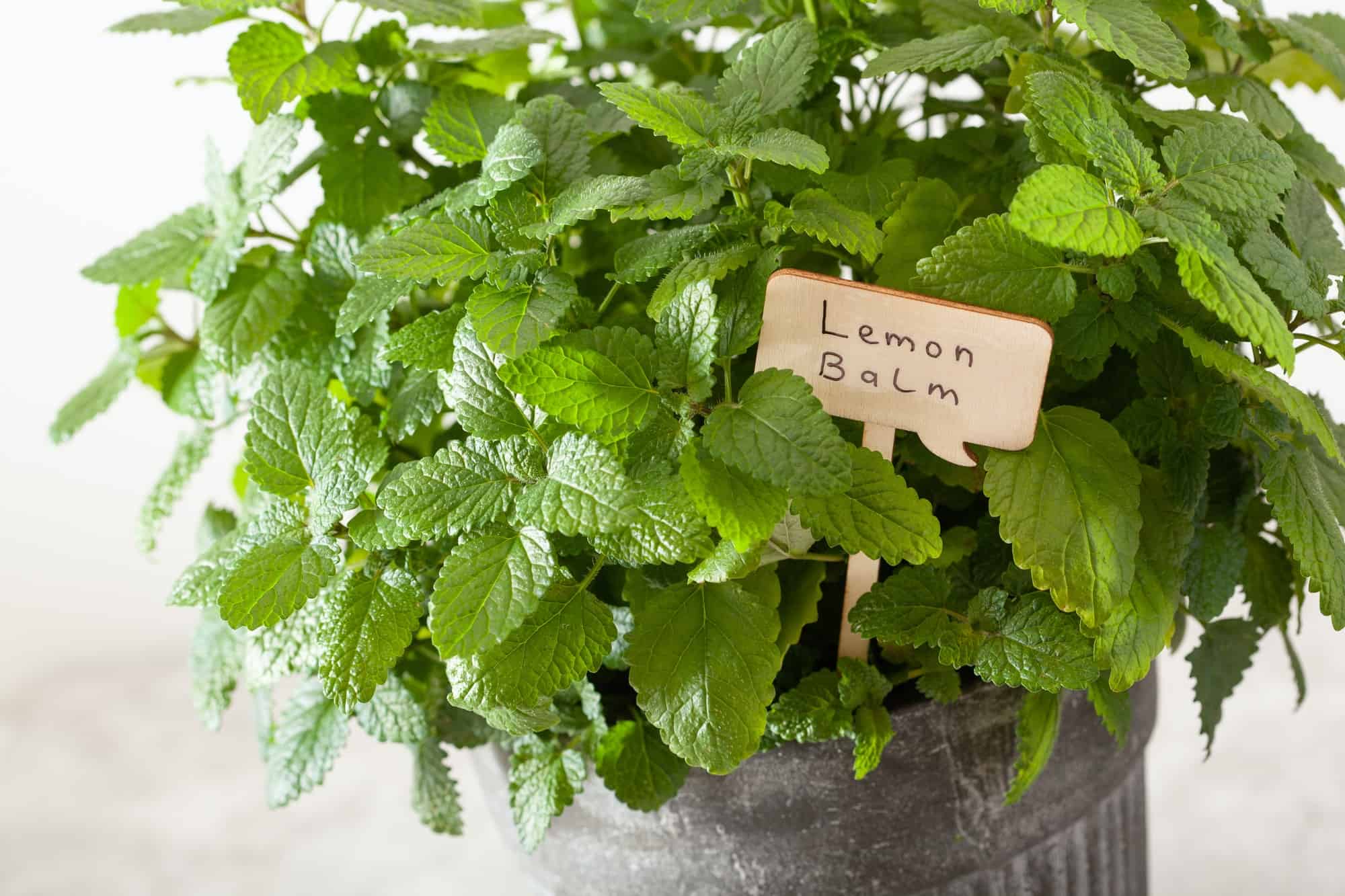 lemon balm (melissa) herb in flowerpot