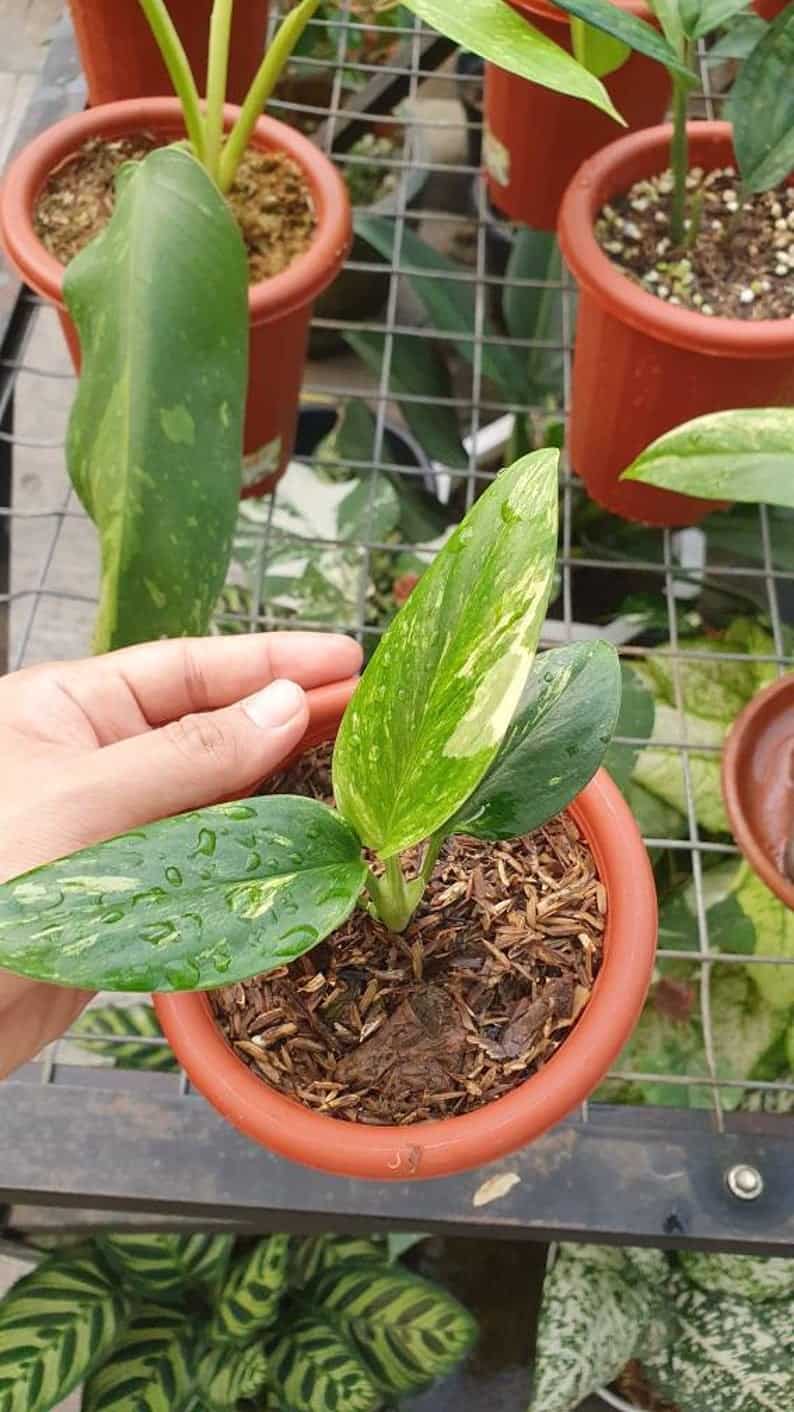 Monstera Standleyana plant