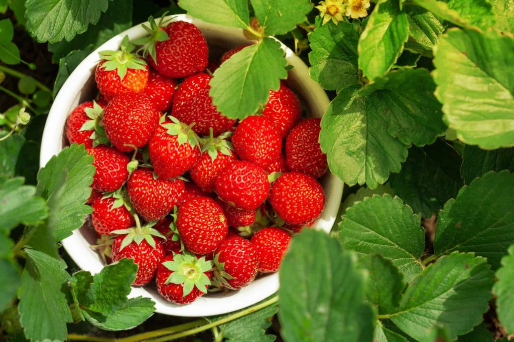 Strawberry Companion Plants