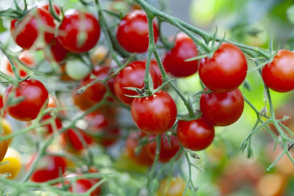 How Often Should You Water Tomato Plants?
