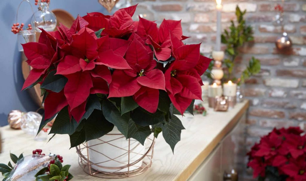 red poinsettia plant