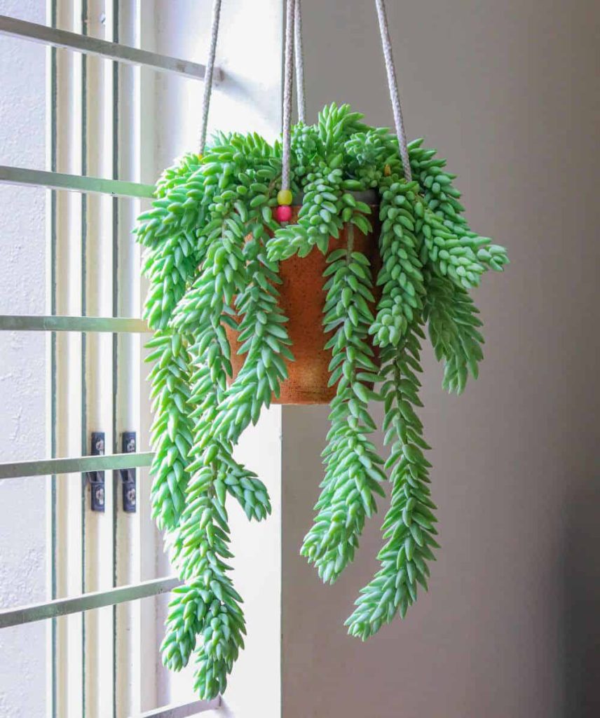 hanging indoor plant-burro's tail