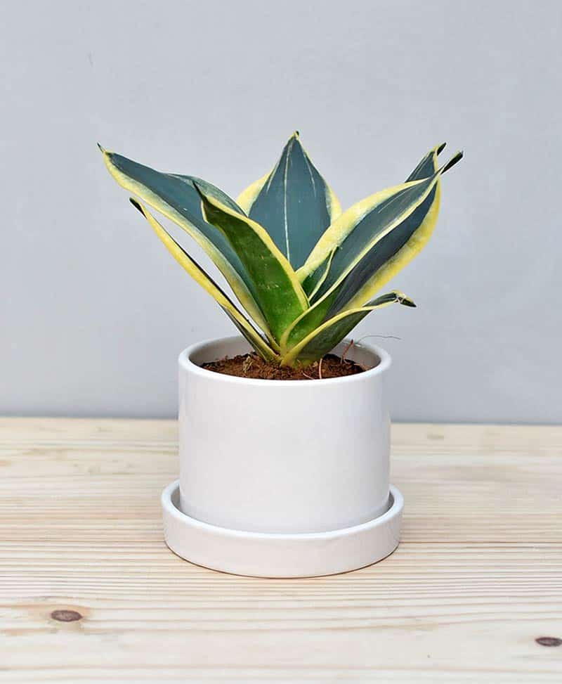 Ceramic cylindrical pot white with snake plant gold stripe