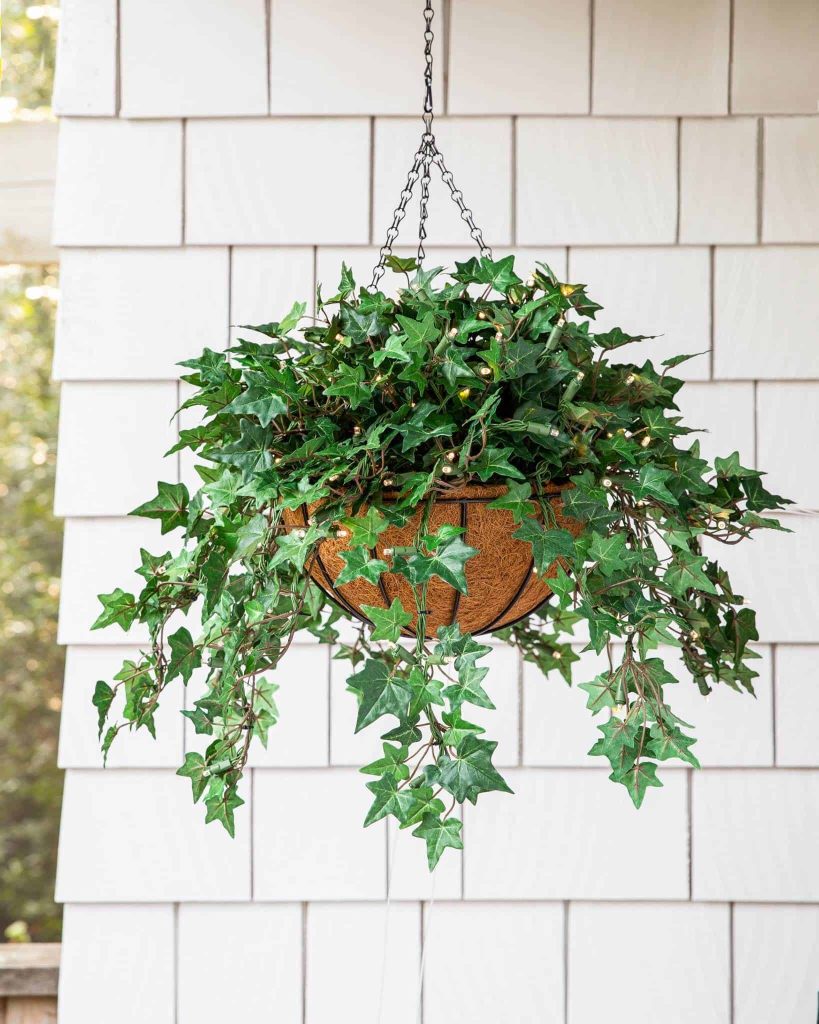 Philodendron Hanging Indoor Plant