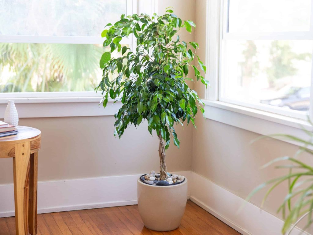 Weeping fig indoor plant