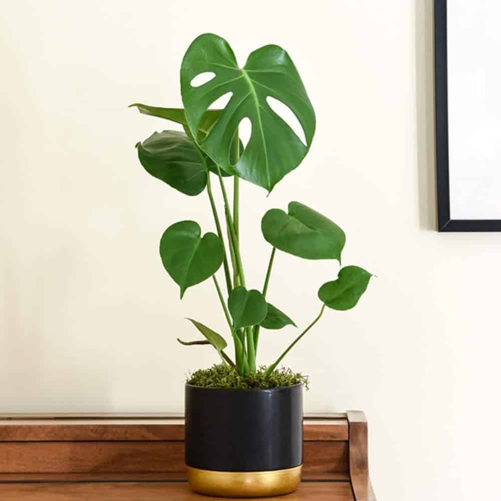 Mini Monstera Plant