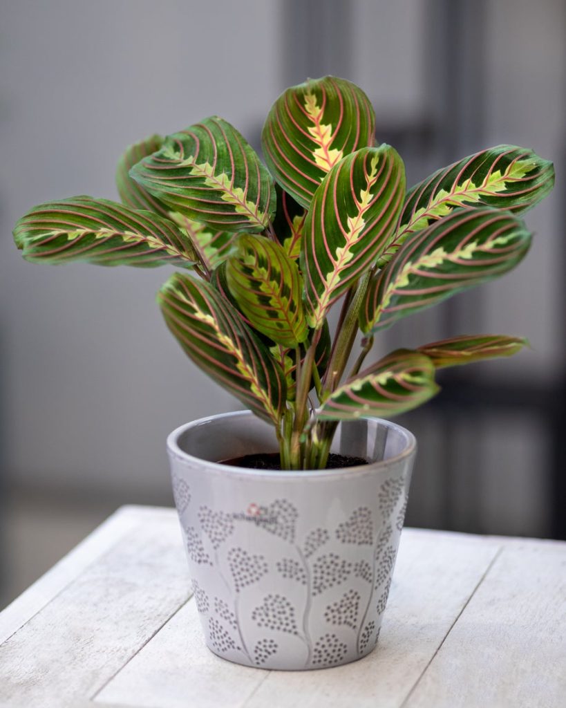 Prayer Plant