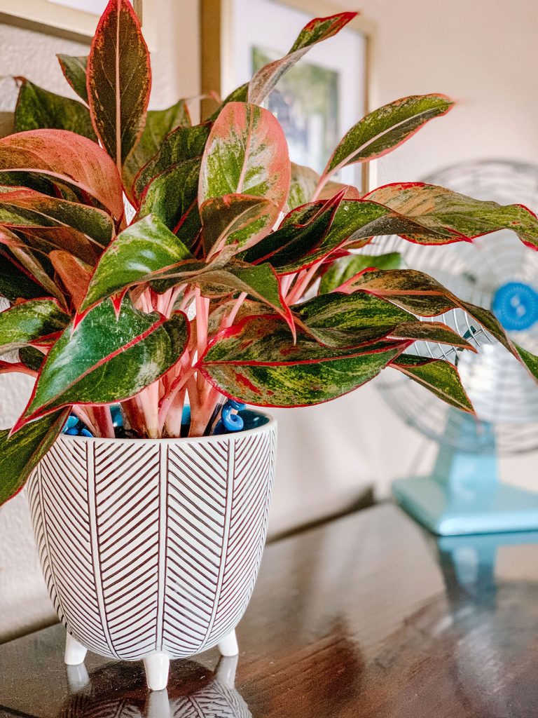 Chinese evergreen plant