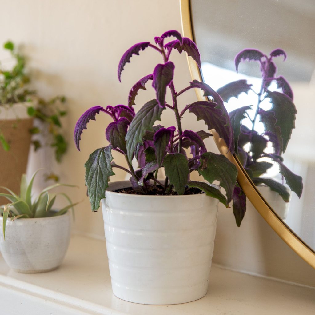 Purple Velvet Plant