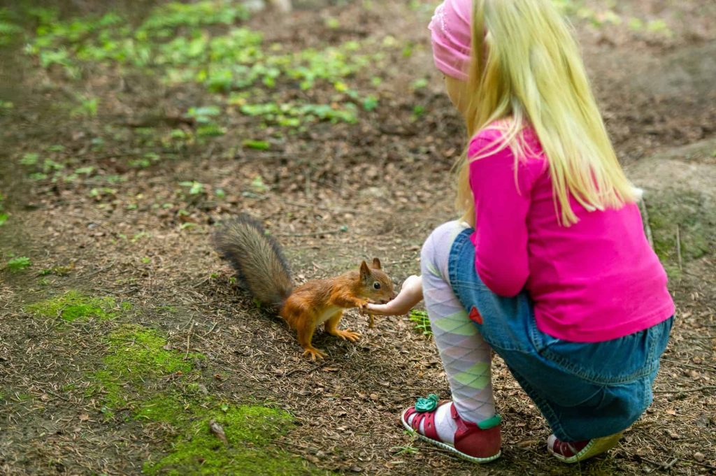 What to Feed Baby Squirrels In Your Backyard
