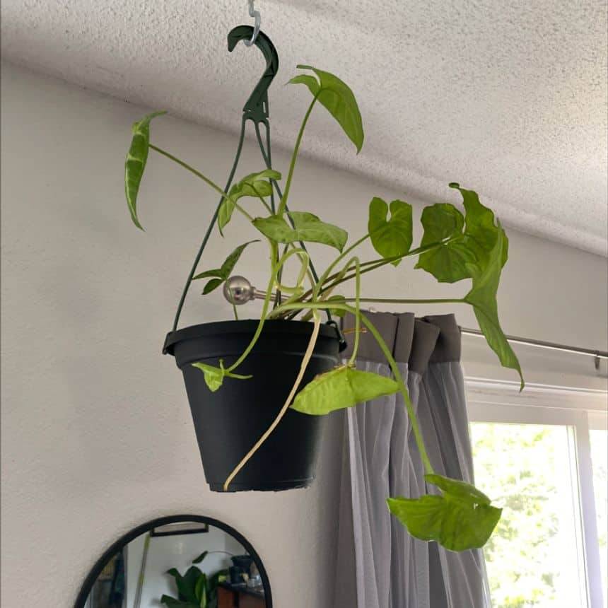 Arrowhead hanging plant