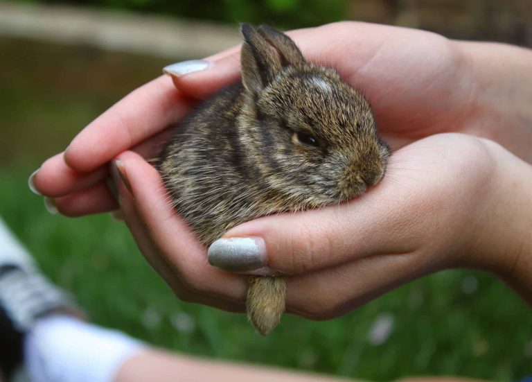 What to Feed Baby Rabbits In Your Backyard
