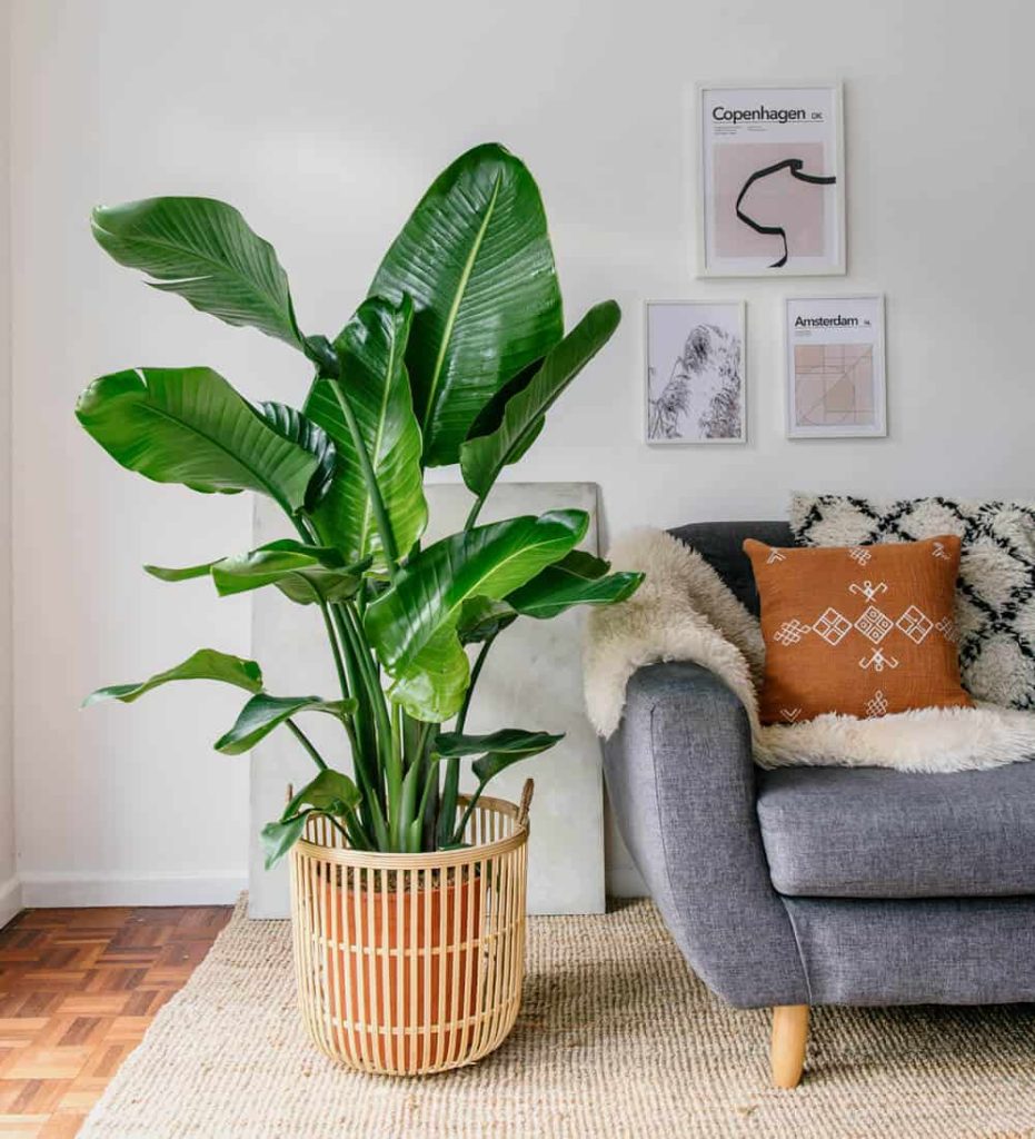 Bird Of Paradise Indoor Plant