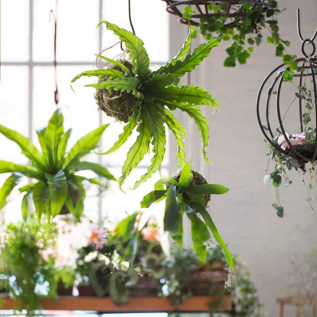 hanging indoor plant-bird's nest fern