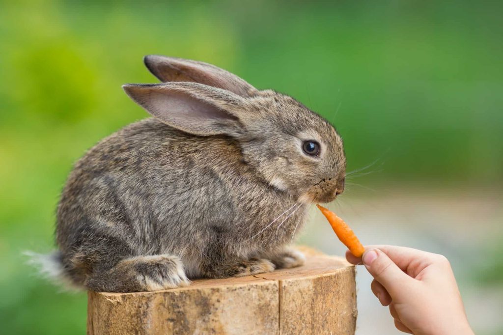 What to Feed Baby Rabbits In Your Backyard