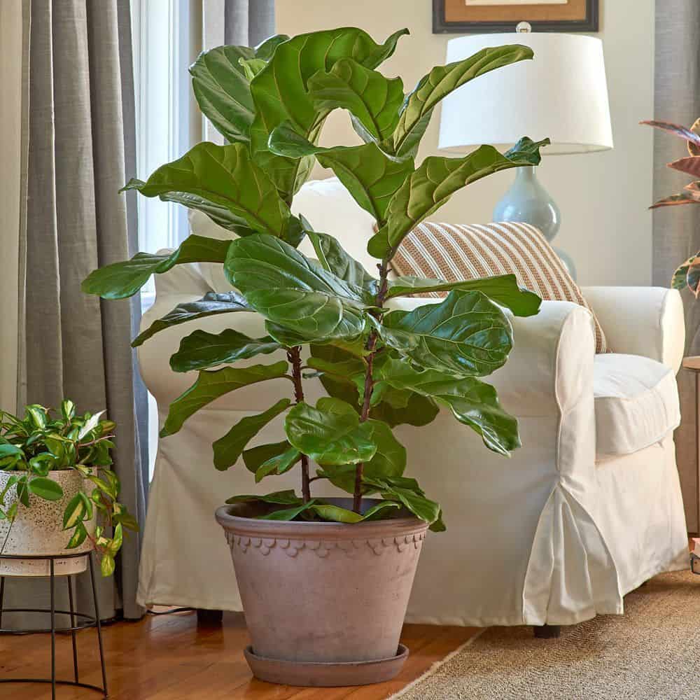 Tall INdoor plant: Fiddle Fig Tree