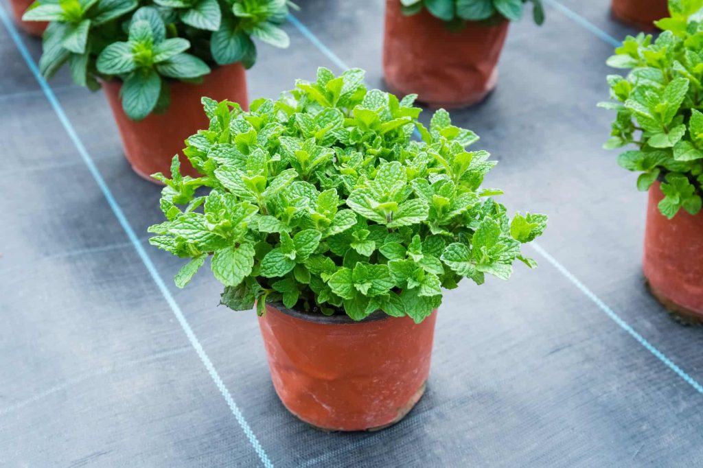 Does Mint Grow Back Every Year?