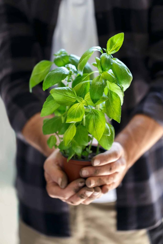 Gardener with basil in a pot